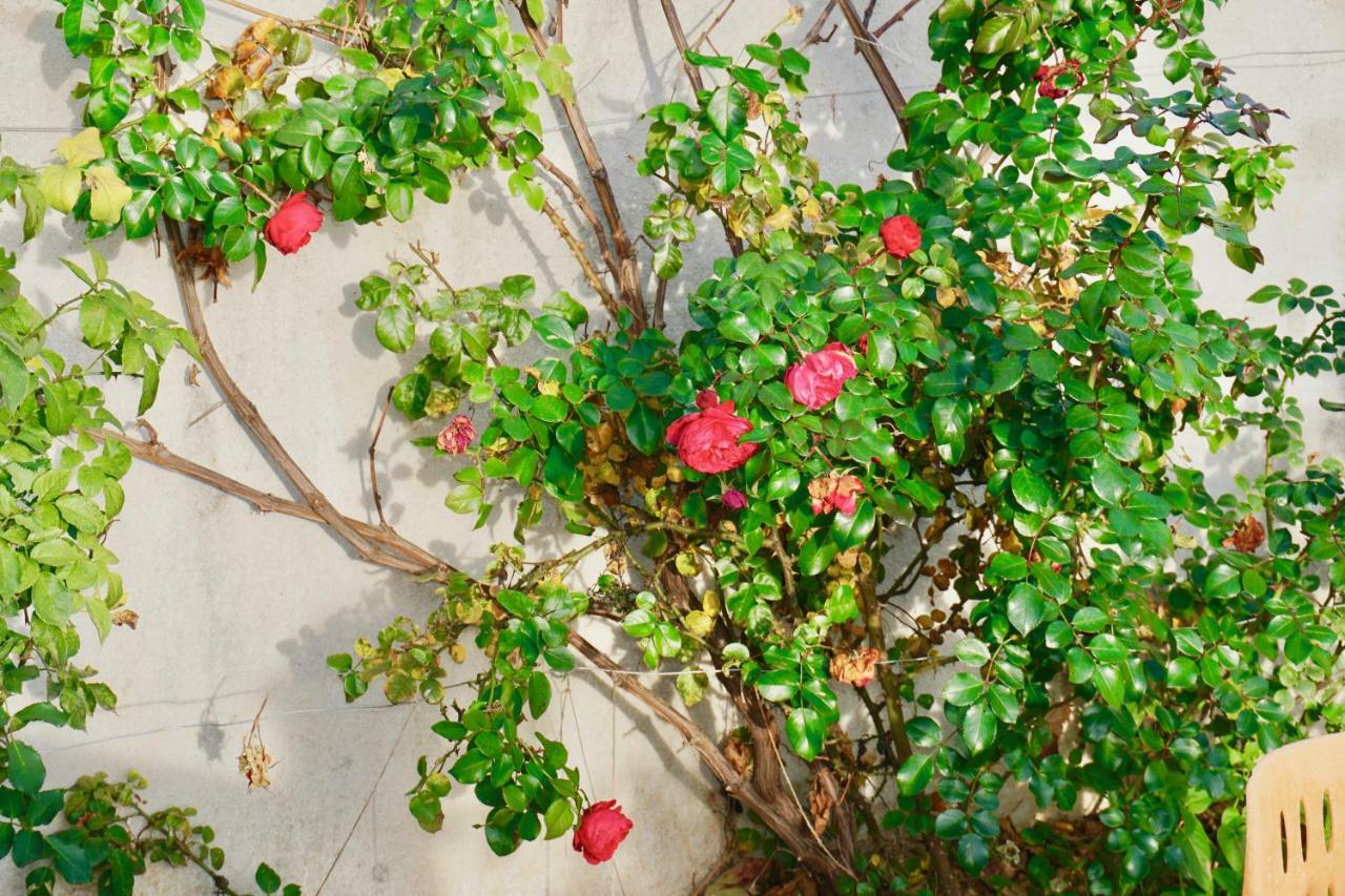 Rosette Apartment Seget Vranjica Dış mekan fotoğraf